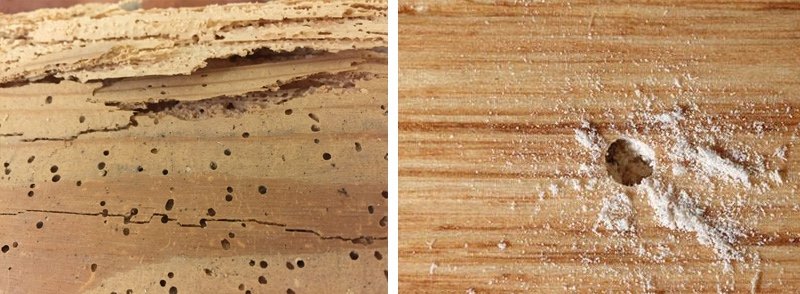 Wood Borer Treatment